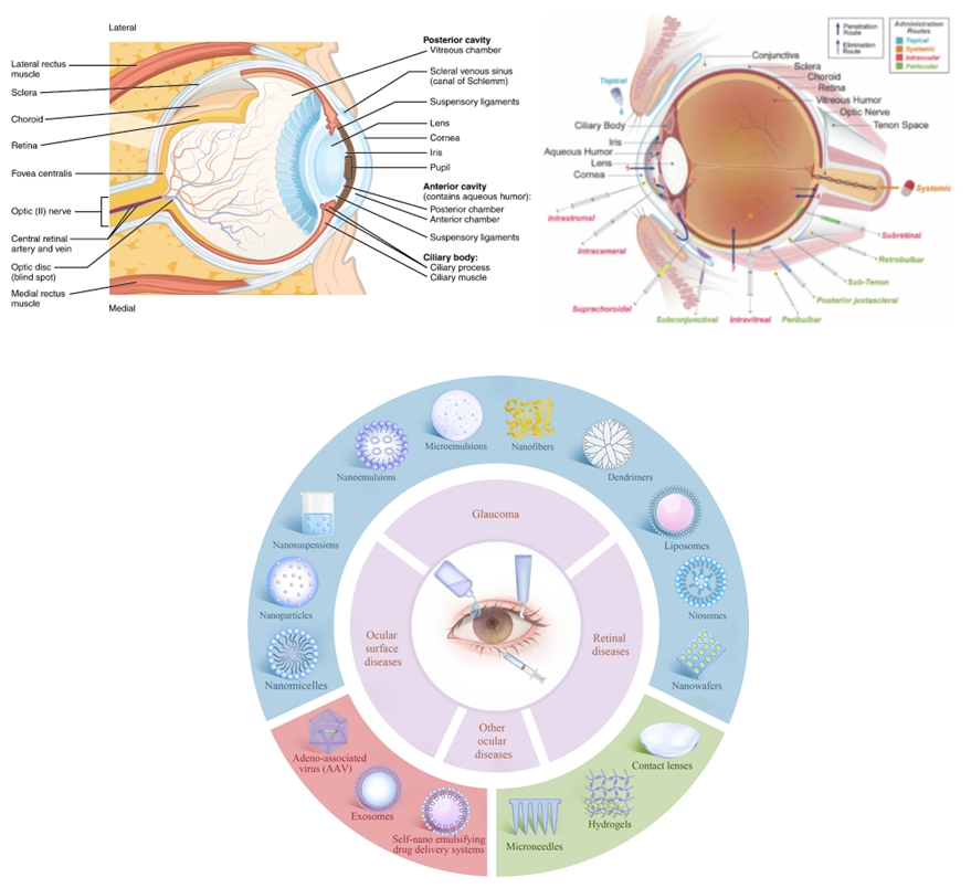 Graphical Abstract